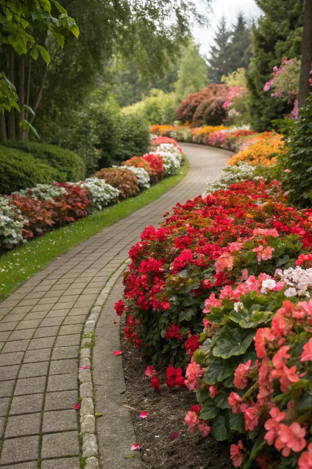 Begonia-edged pathways add structure and charm.