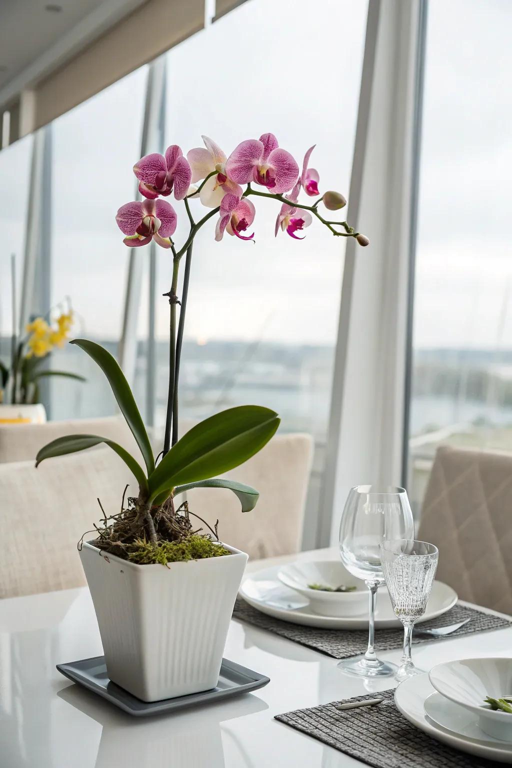 Orchids adding an elegant touch to the dining area.