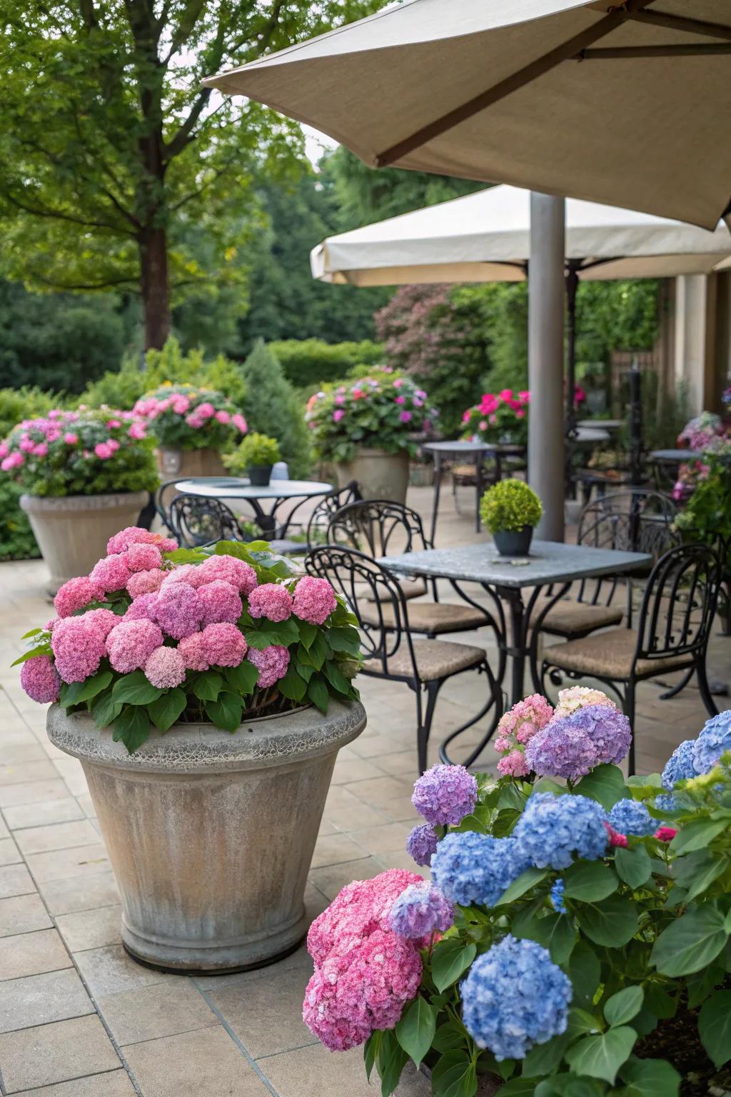 An inviting outdoor seating area surrounded by potted hydrangeas.