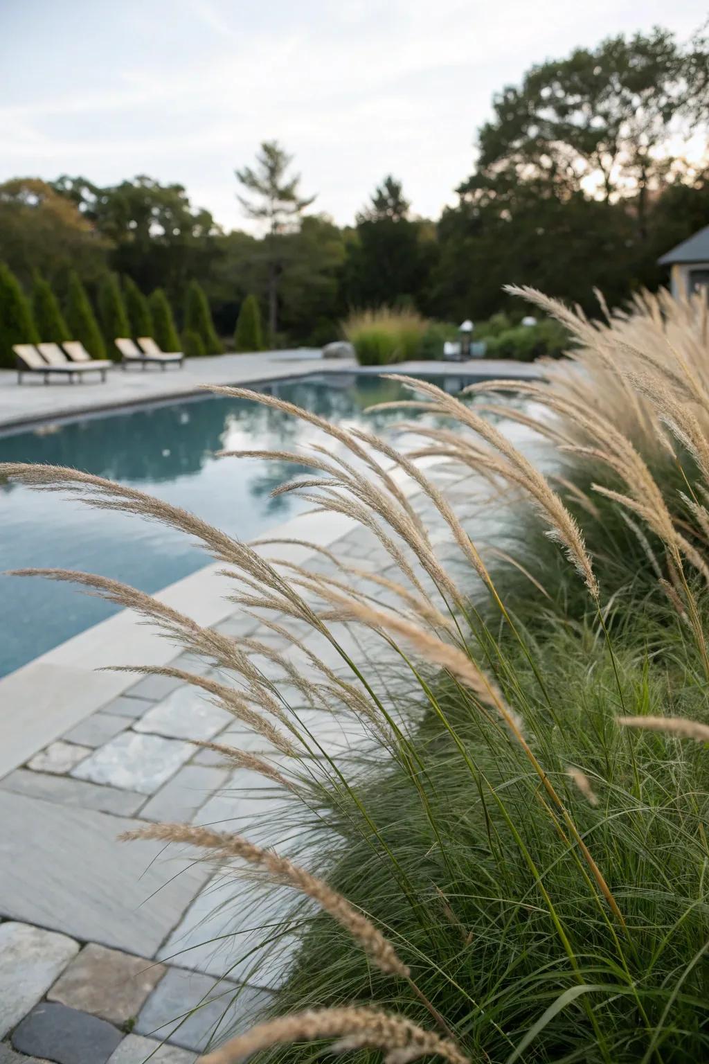 Ornamental grasses bring an elegant, natural touch to poolside settings.