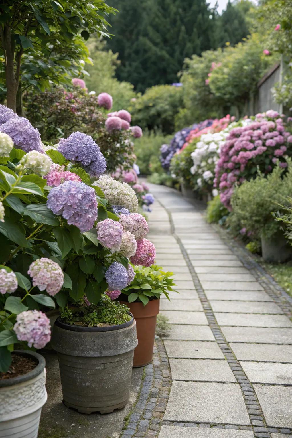 Garden pathway beautifully lined with hydrangeas in pots.