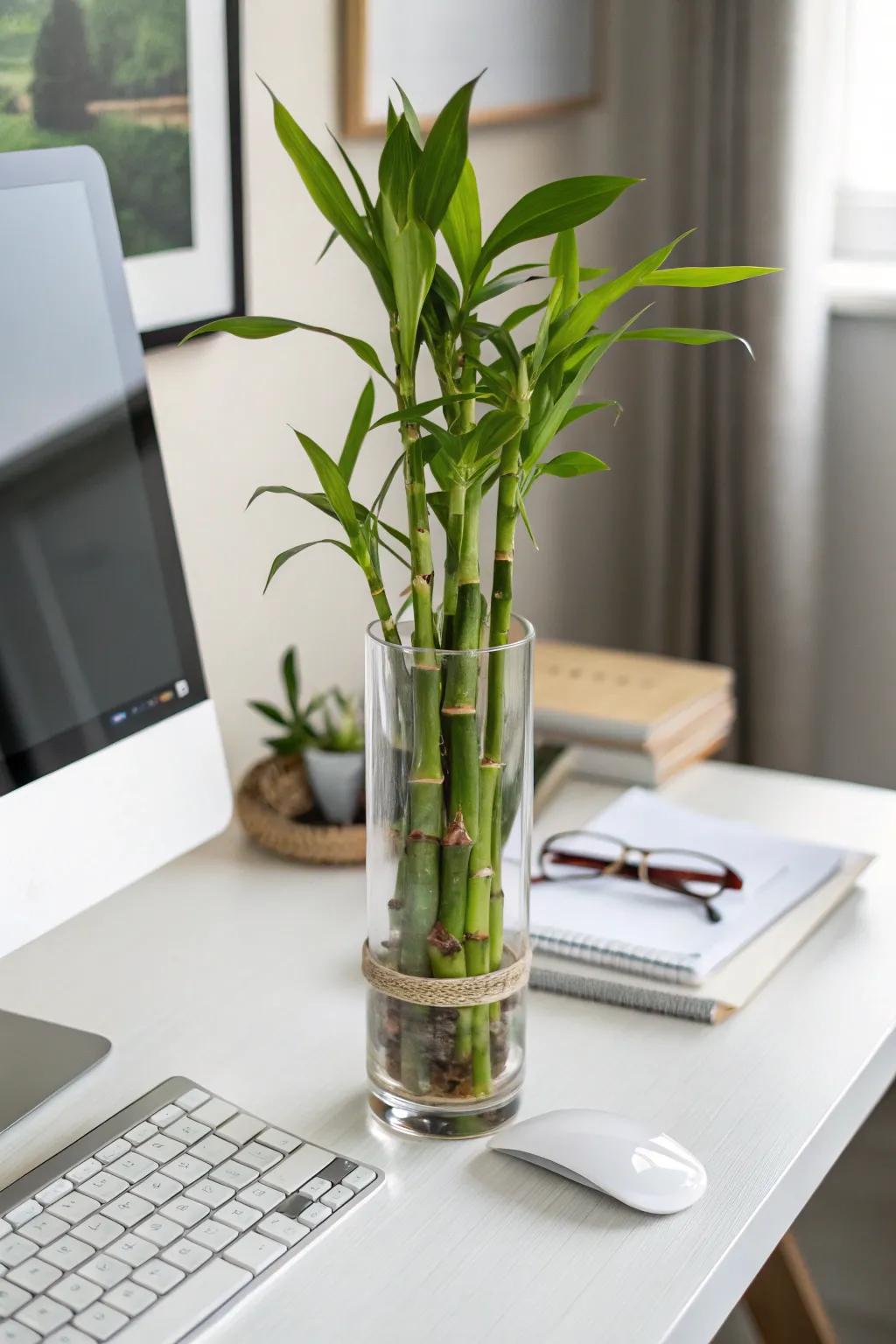 Lucky bamboo: simplicity and elegance in one.