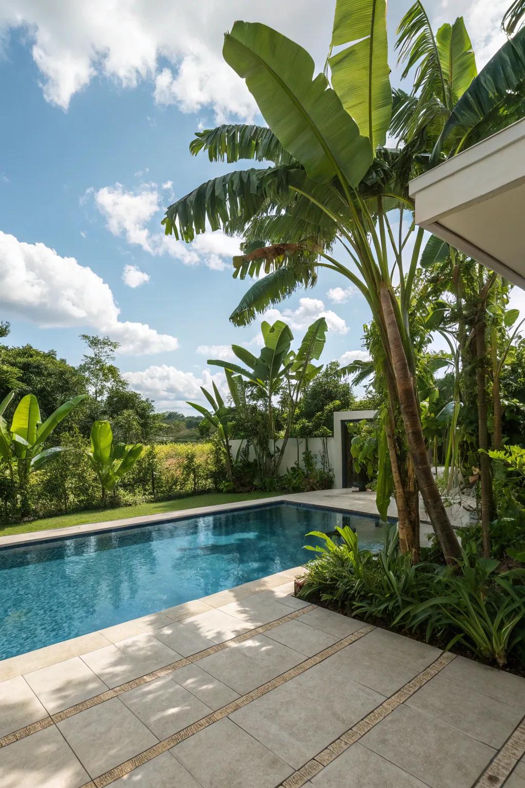 Banana plants create a tropical oasis with their large, lush leaves.