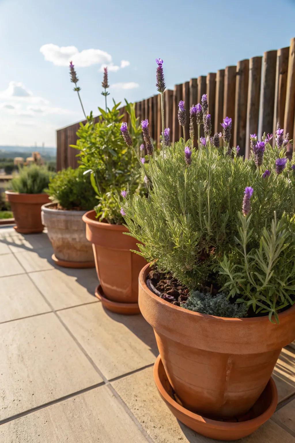 Terracotta pots with lavender and rosemary