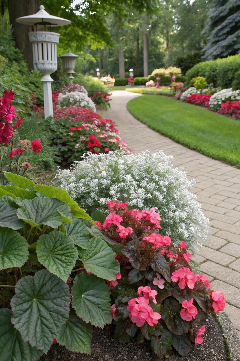 Contrasting textures enhance the beauty of begonia blooms.