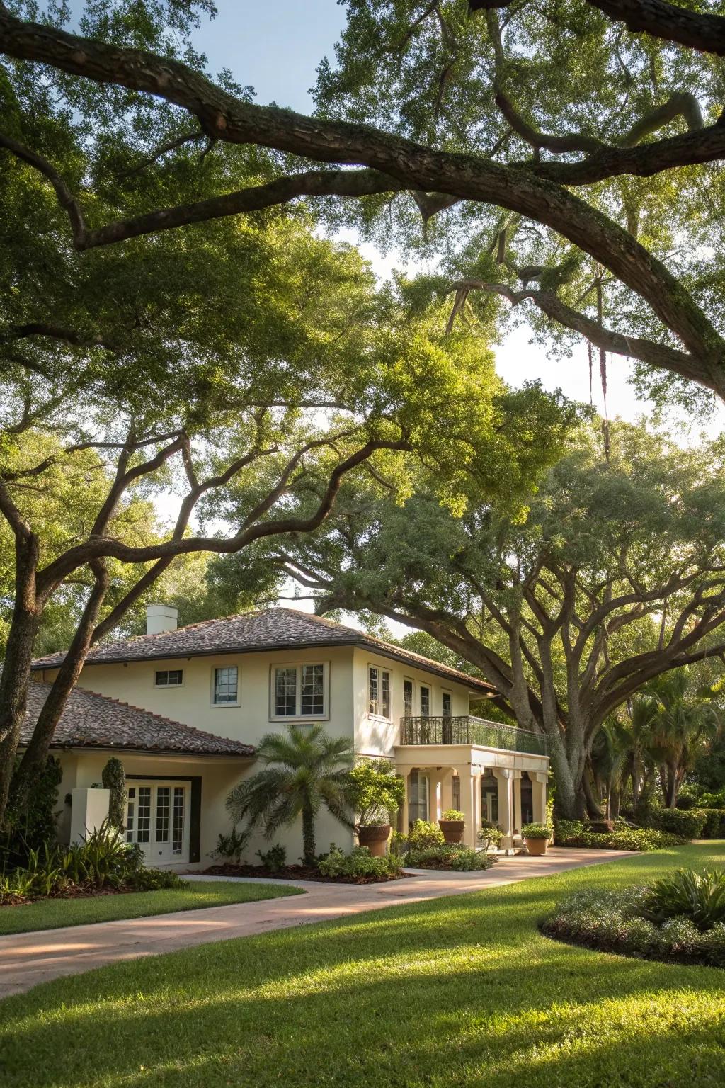 Tree borders offer shade and structure to your landscape.