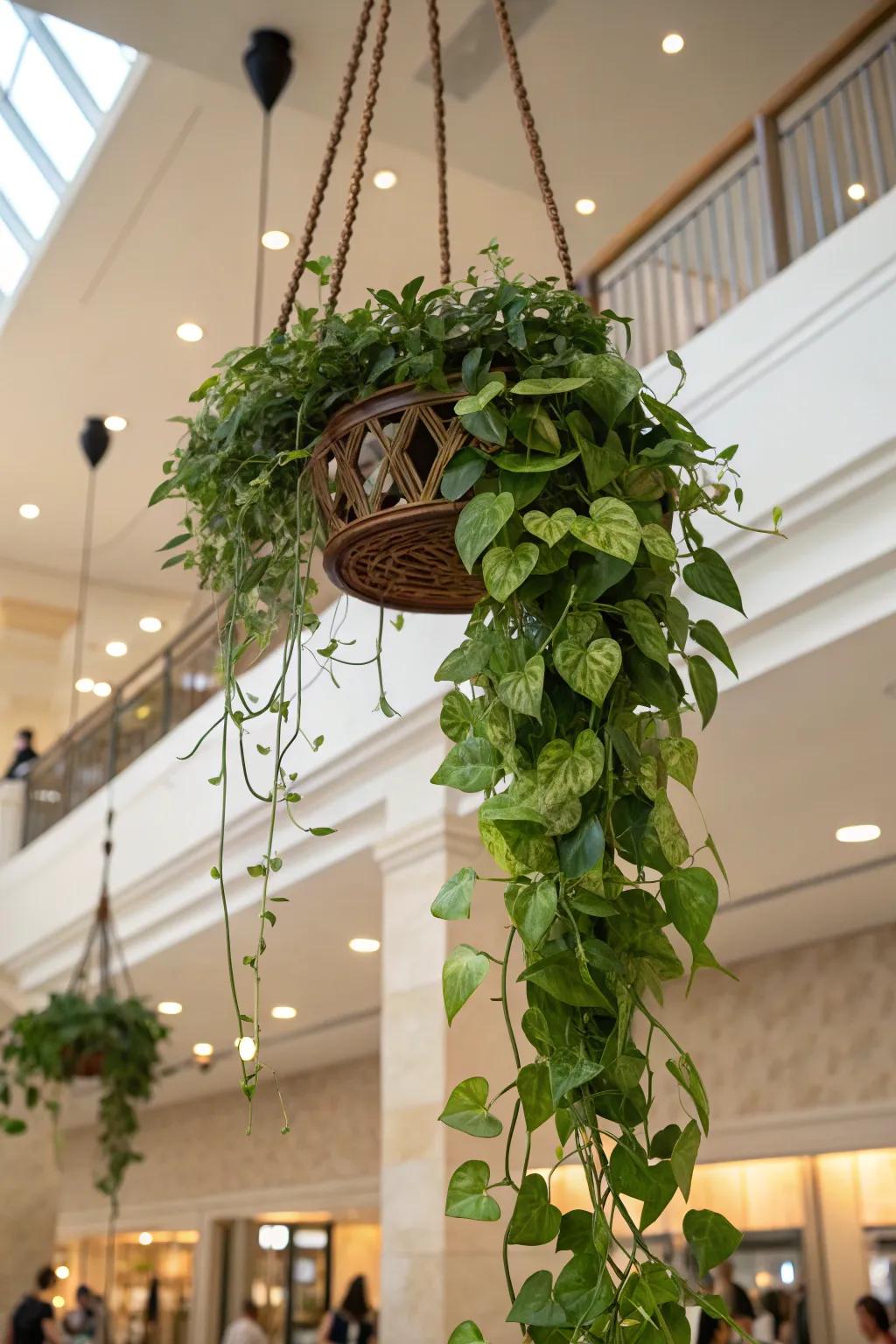 A tropical terrarium with cascading pothos vines.