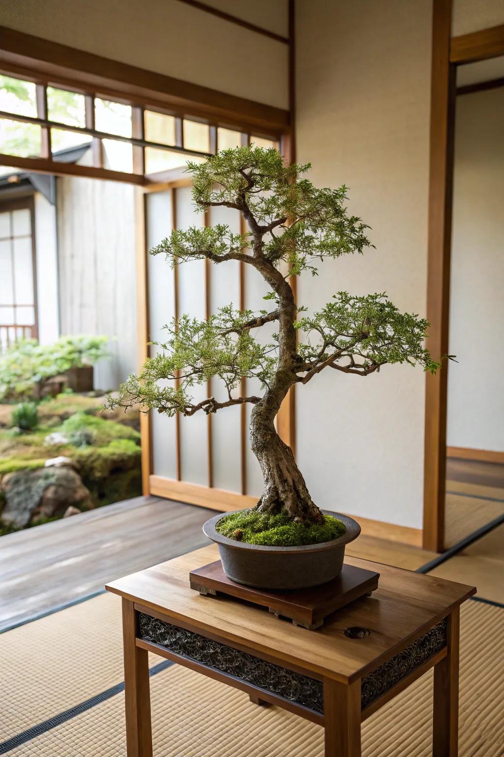 A Bonsai tree offering a serene focal point in the room.