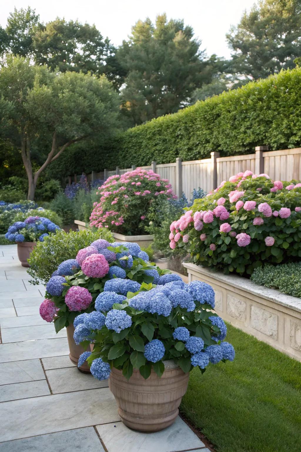 Garden bed seamlessly expanded with the addition of potted hydrangeas.