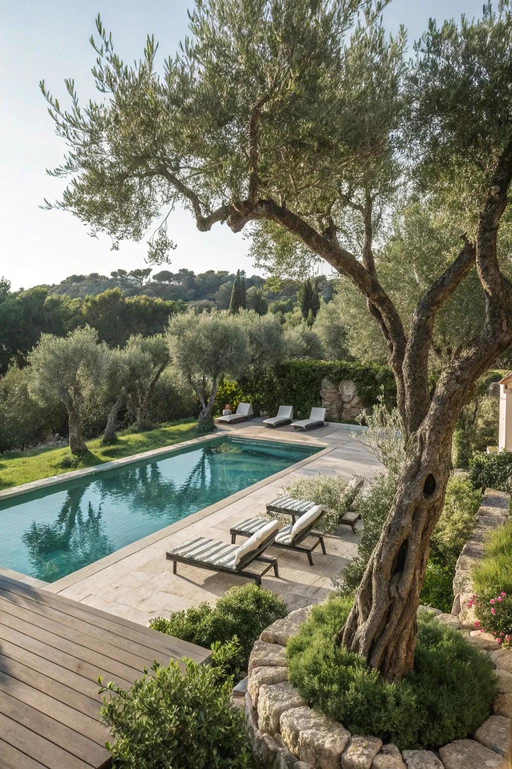 Olive trees offer a touch of Mediterranean elegance.